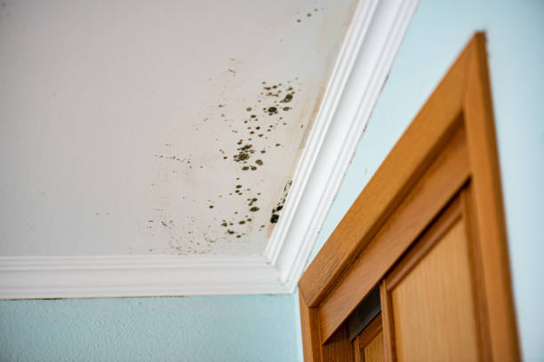 Best Same-Day Mold Removal  in Blakely, PA