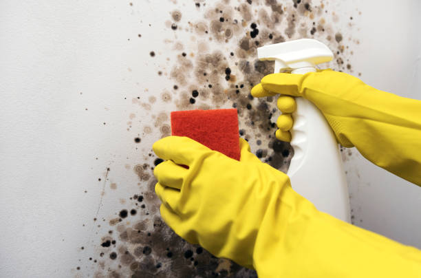 Best Emergency Mold Removal  in Blakely, PA
