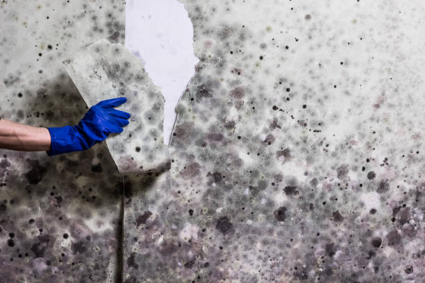 Best Home Mold Removal  in Blakely, PA