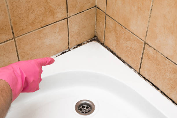 Best Affordable Mold Removal  in Blakely, PA